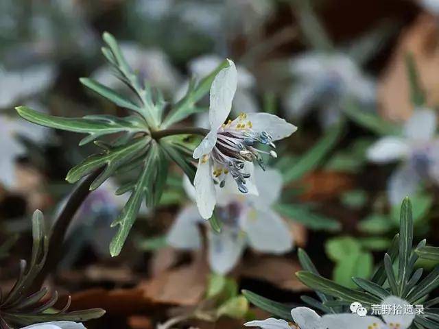 冬之花:全球菟葵属植物全鉴