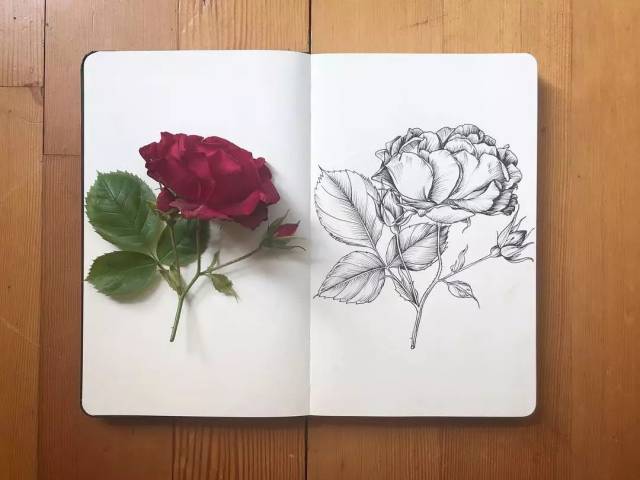 但要画的很细腻还是很费功夫的呢 植物有复杂也有简单 比如画叶子你会