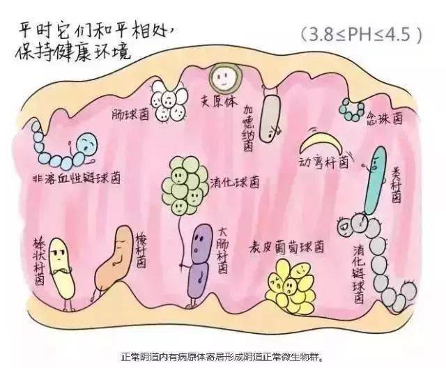 霉菌性阴道炎最常见的症状是 白带多,外阴及阴道 灼热,瘙痒;波及尿道