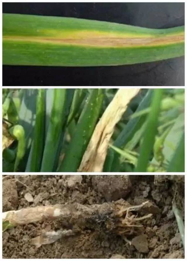 大蒜细菌性软腐病 叶片症状: 湿度大时,病部为黄褐色软腐状,会有黄色