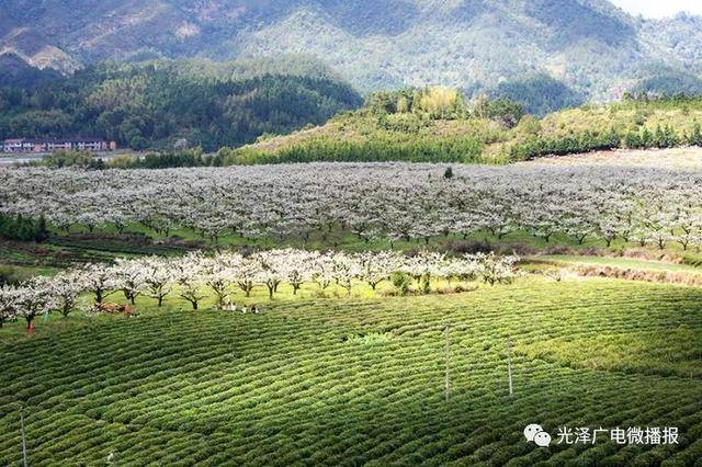 顺昌县大干镇武坊村 顺昌县高阳乡大富村 顺昌县高阳乡上村村 浦城县