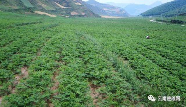 双柏县从2014年起,县财政连续3年每年安排100万元,用于中药材种植以奖