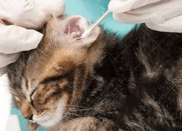 曼基康猫有耳螨会好吗,曼基康猫有耳螨怎么对付