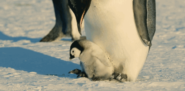 这个饥寒交迫的时刻, 小企鹅成了累赘, 夹着宝宝的企鹅妈妈, 无法
