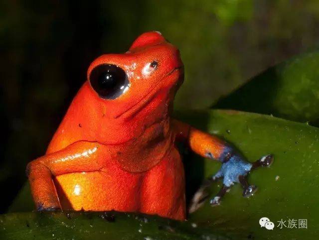 那些年水族圈介绍过的蛙