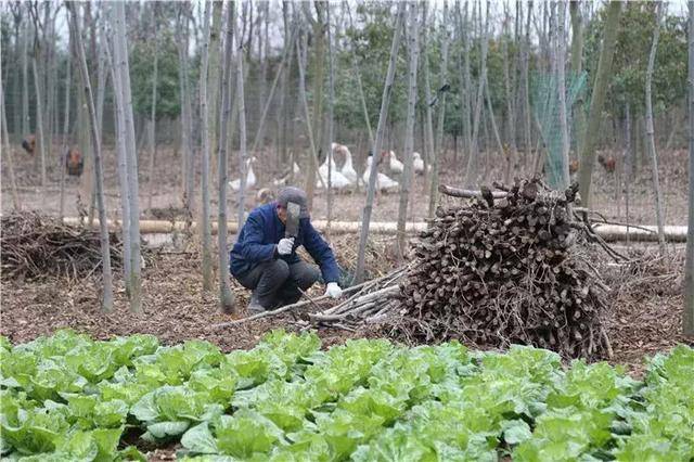 咱阜阳颍东袁寨这家农家乐值得你去体验