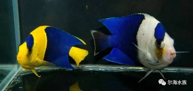 其他的变异蓝闪电,蓝闪电应该是变异最多的一种鱼.