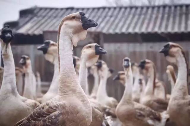 "澄海狮头鹅"变身为汕马吉祥物!