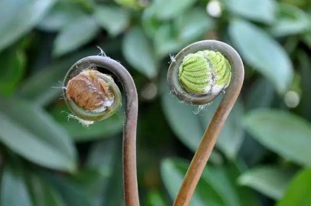 (薇菜干) 微  food  菜  薇菜,又称吉祥菜,长寿菜,野鸡头,乡人习惯称