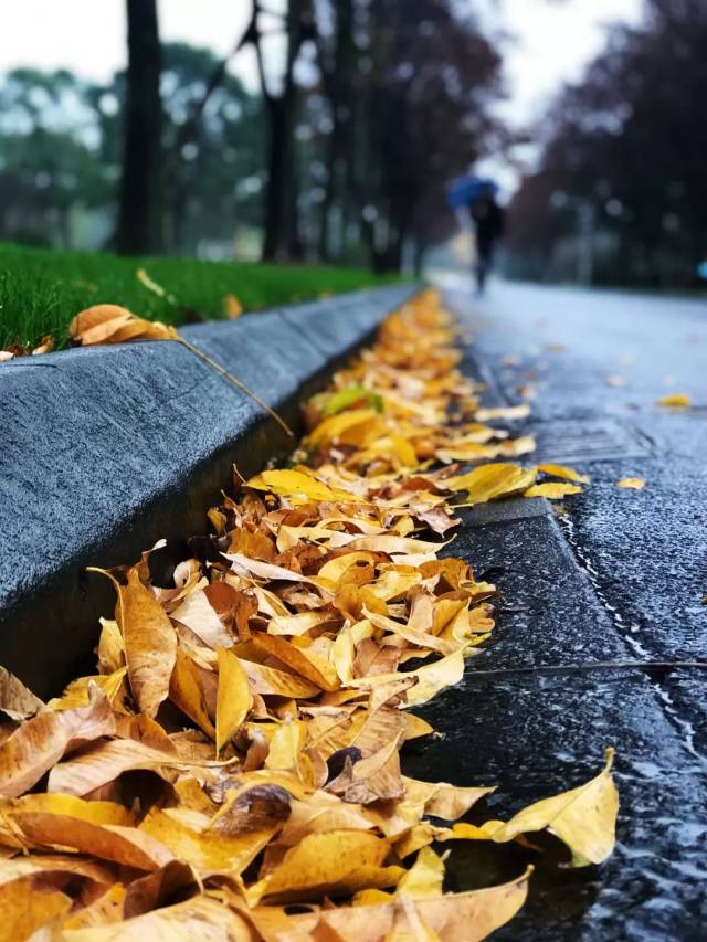 雨中的校园原来这么美!沪上25所高校的雨景图,哪个最浪漫?