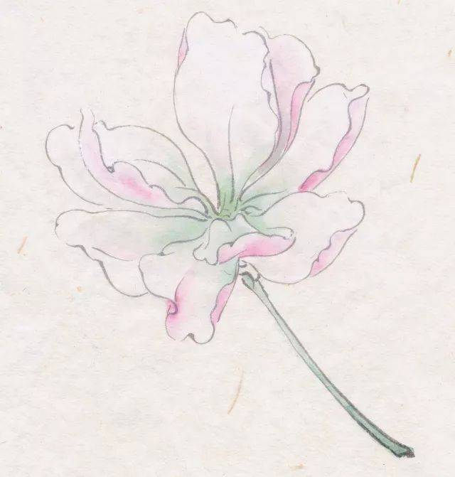 贰 曙红分染花瓣反面及暗部.