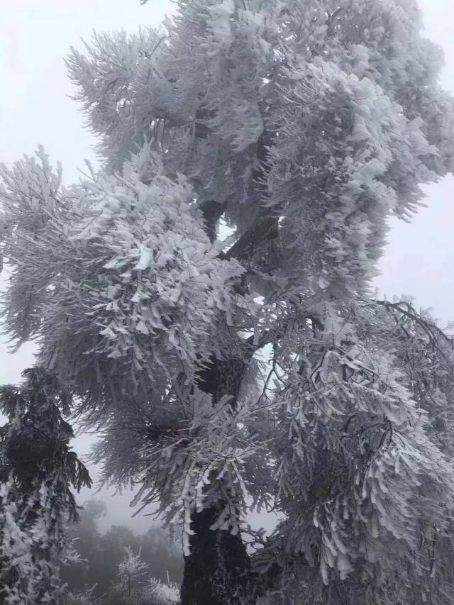 层峦叠嶂中 一望无际千姿百态的雪树银花