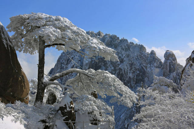 大雪压青松,青松挺且直.迎客松在风雪中傲然挺立.