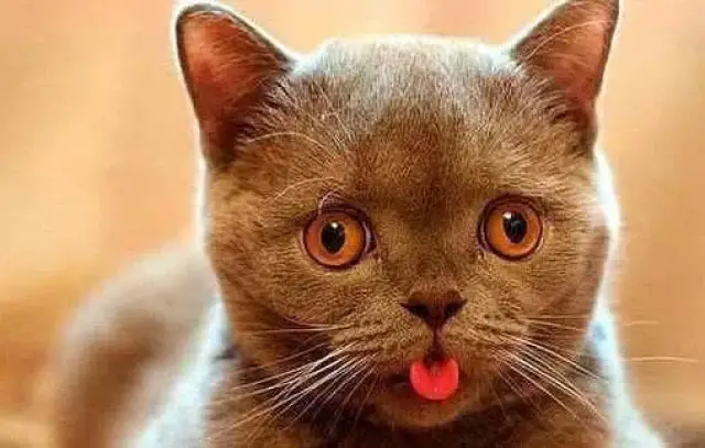 中国人为什么不吃猫肉?原来李时珍已告诉我们