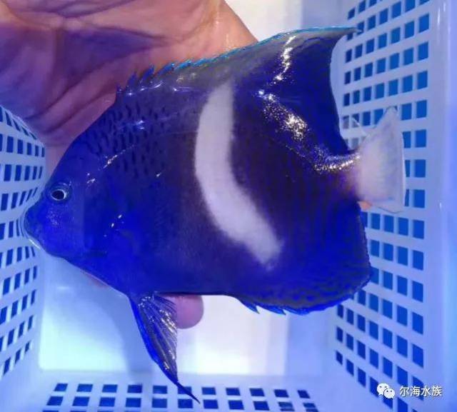 变异海水鱼