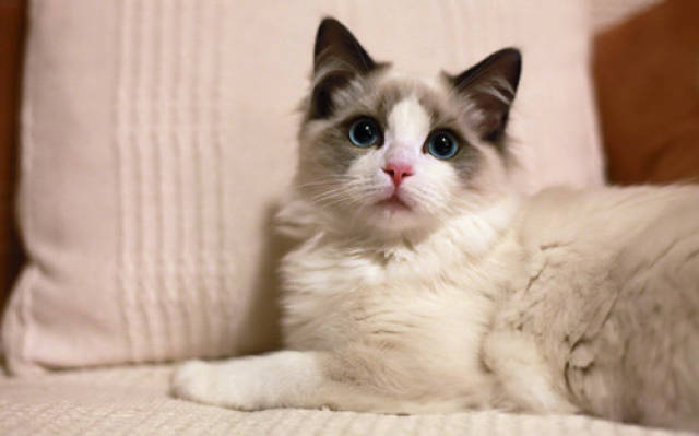 布偶猫能发腮吗,布偶猫怎么样才发腮