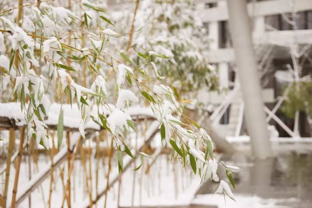 大雪来袭,校园里有一群忙碌的人:后勤人!