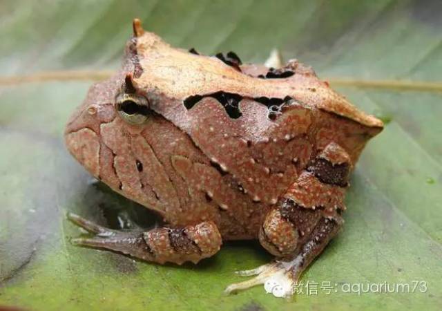 那些年水族圈介绍过的蛙