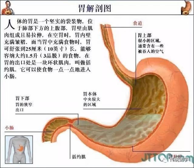 高清人体三维解剖图--白骨观,不净观可以参考观照