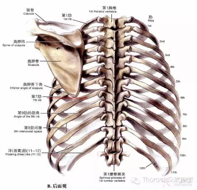 胸腔体表定位及胸腔积液量评估