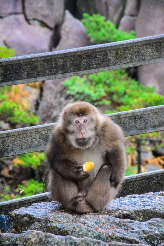 飞来石 还有野生的猴子,特胖特能吃,抢吃的还龇牙咧嘴,脾气大得很.