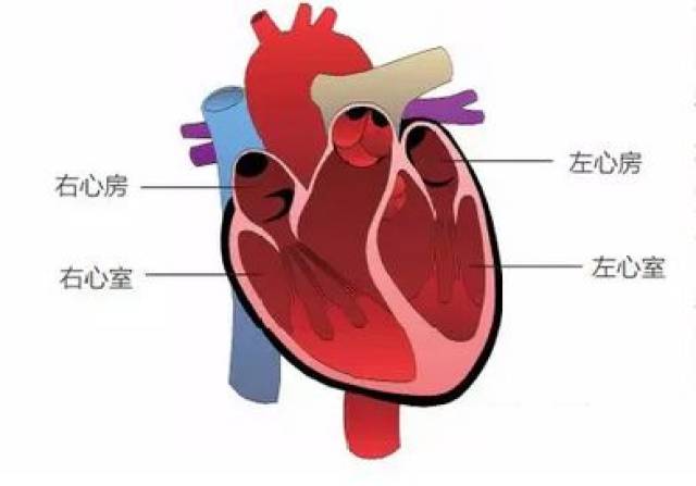 左右心房之间和左右心室之间均由间隔隔开,互不相通,心房与心室之间