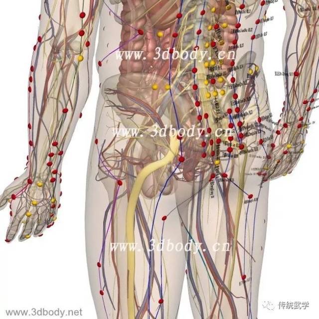 高清人体三维解剖图--白骨观,不净观可以参考观照