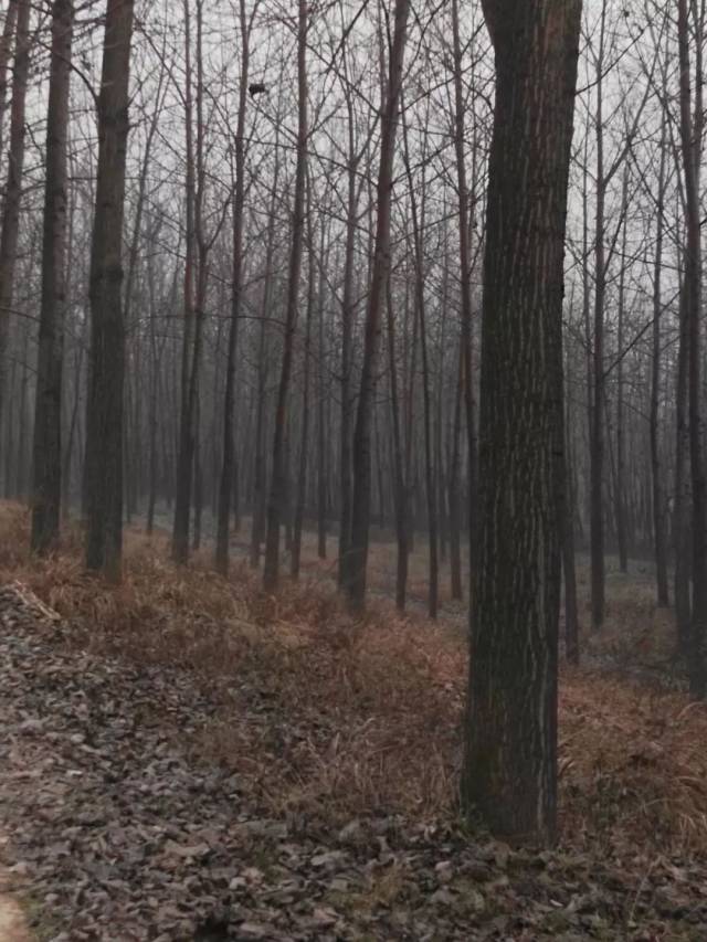 泗阳淮沭河堤杨树求"领养!