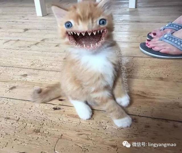 看了这位灵魂p图手恶搞喵星人的图片,你可能就没那么喜欢猫了 .