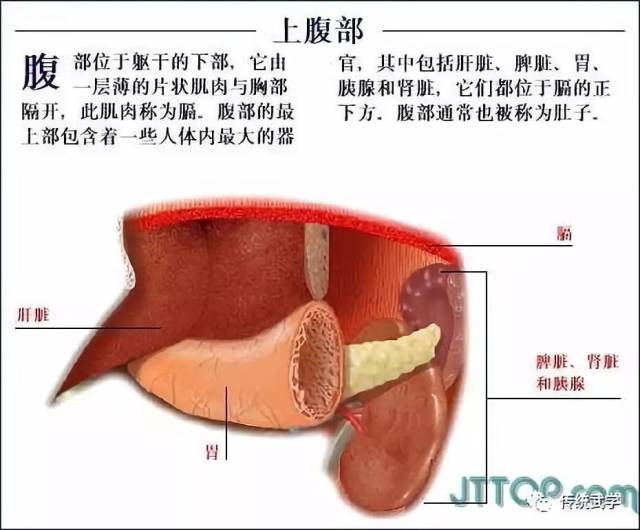 高清人体三维解剖图--白骨观,不净观可以参考观照