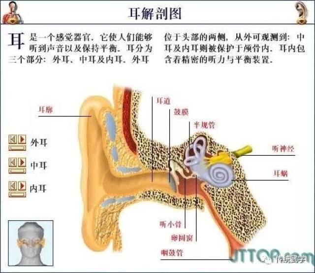 高清人体三维解剖图--白骨观,不净观可以参考观照