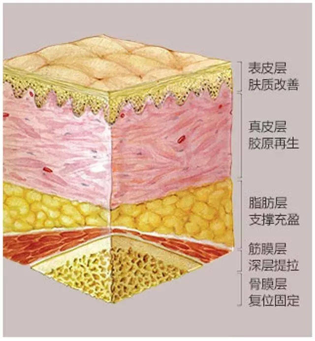 5大层次包含,表皮层,真皮层,脂肪层,筋膜层,肌肉层