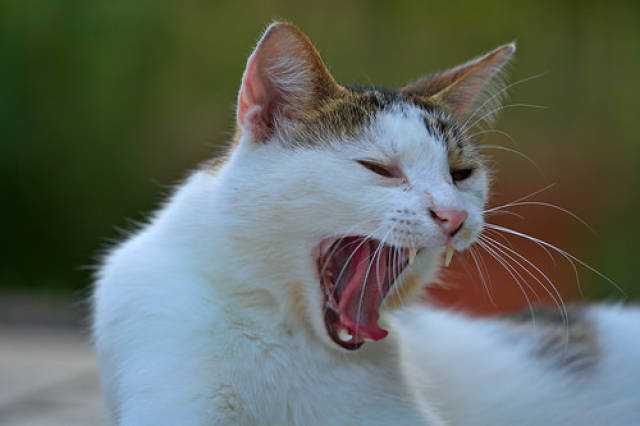 家有猫猫:猫身上痒痒又不让洗澡,猫去痒要外驱