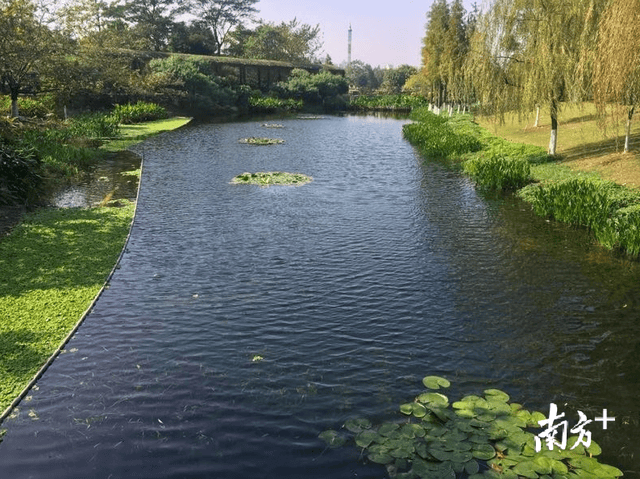白云湖有个"水下森林"!中心城区最大人工湖生态修复面积超5万平方米