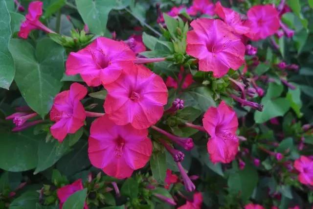含常春藤皂甙  vc拍摄 37  紫茉莉 mirabilis jalapa  含葫芦巴碱