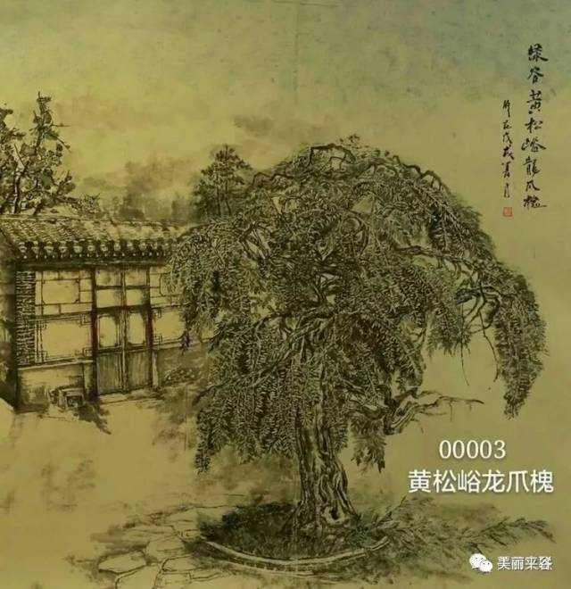 古风新韵●好运来 文/谢印成  农舍盛栽龙爪槐 风水宝地吉运来 黄松峪