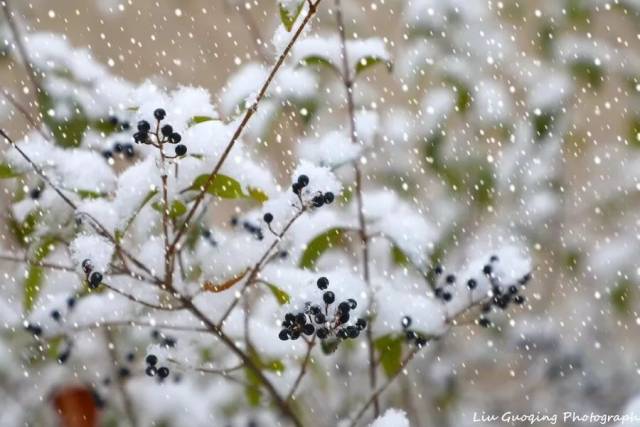 雪花飘飘,北风萧萧,瑞雪过后,御花园银装素裹(雪景实拍,恭请鉴赏)