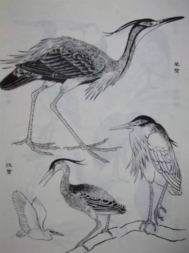 书画-白描:鸟类画谱