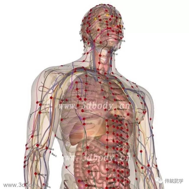 高清人体三维解剖图--白骨观,不净观可以参考观照