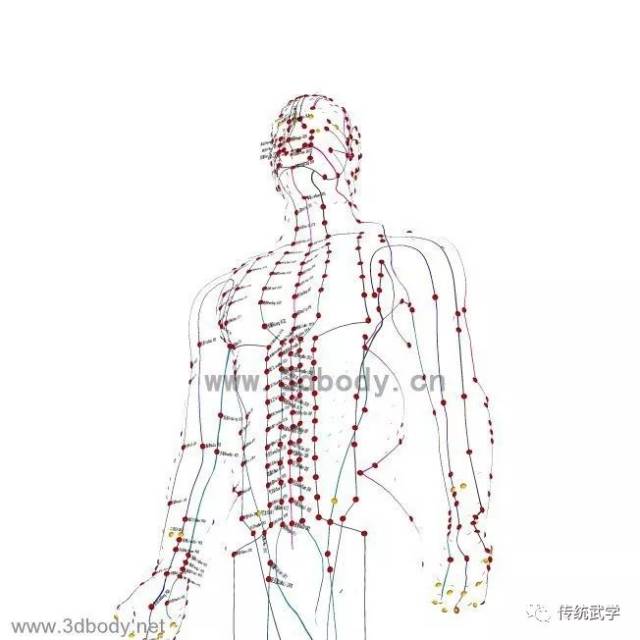 高清人体三维解剖图--白骨观,不净观可以参考观照