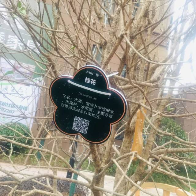 冬日暖意:中南广场园区绿植有了"身份证"