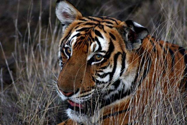 世界八大幽默奇闻趣事，不知道你有没有听过呢