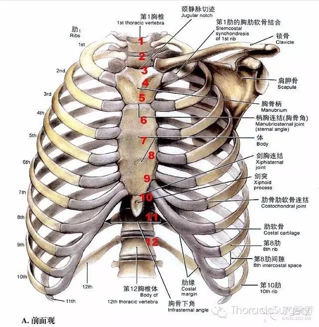胸骨角(第二肋与胸骨处)对应的是第 5 胸椎.