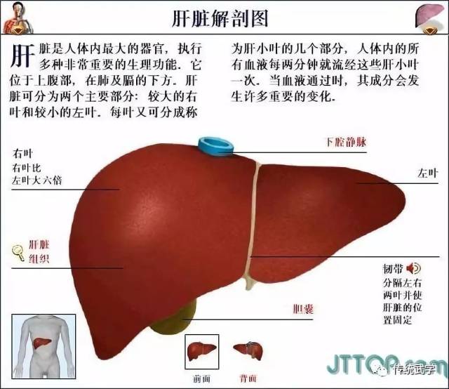 高清人体三维解剖图--白骨观,不净观可以参考观照