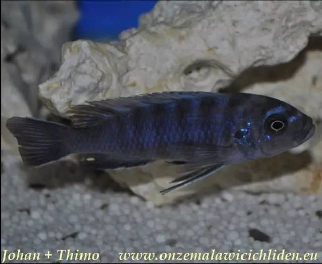 姆多卡长身阿芙拉cynotilapia sp. "elongatus mdoka"