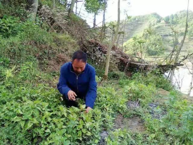 【我脱贫了】周在兴:种植中草药走上脱贫路