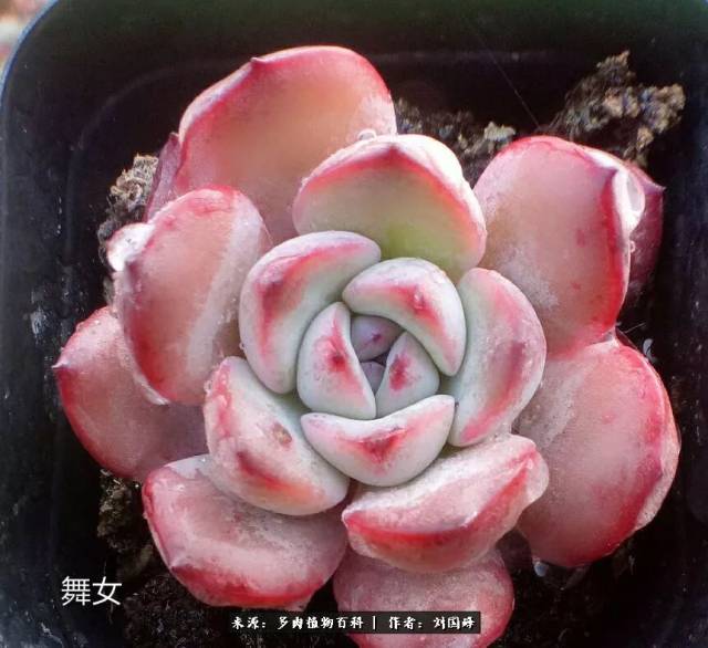 玫瑰莲