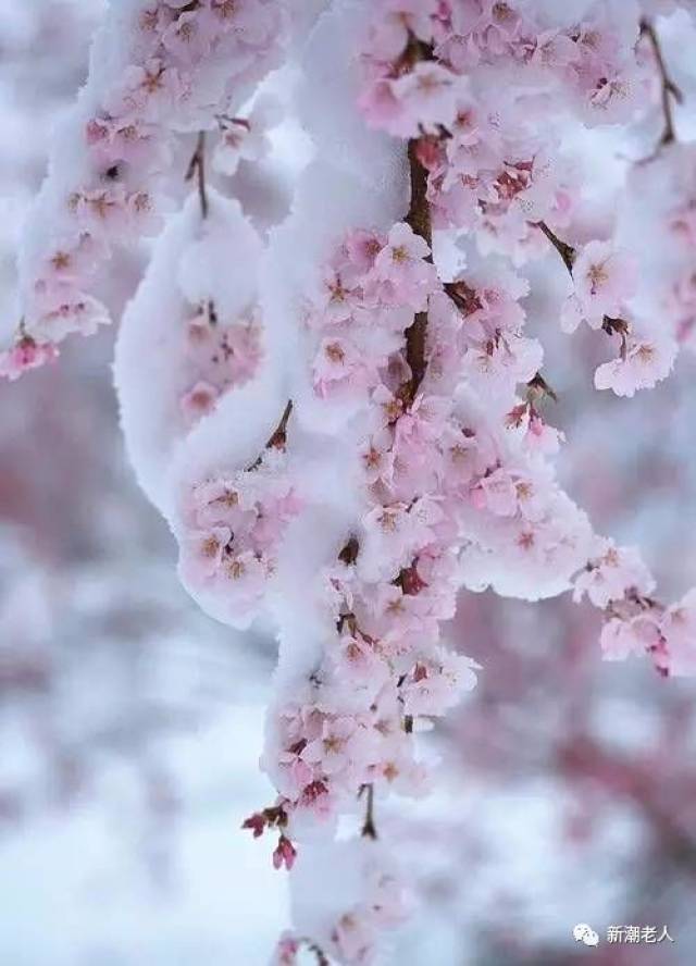 邓丽君最美版本 《雪中莲》送给大家 皑皑白雪压坠了枝头,覆盖了大地