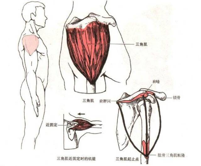 由上图我们可以得知,肩胛骨的走向不是在冠状面上的,肩胛骨和胸廓