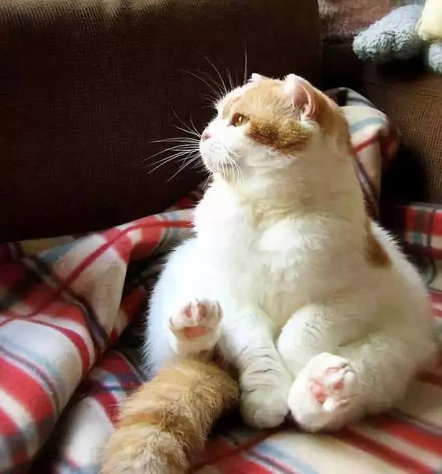 手机搜押